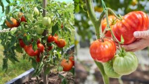 Мясистые помидоры для нового сезона: 7 сортов, которые стоит попробовать