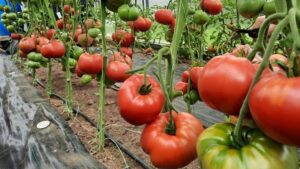 Мясистые помидоры для нового сезона: 7 сортов, которые стоит попробовать