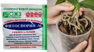Спасение орхидеи: экстренное замачивание при корневой гнили