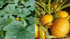 Кустовые тыквы: как получить двойной урожай с той же площади
