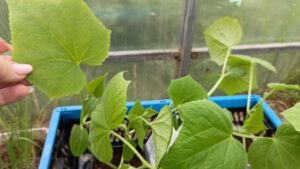 Рассада огурцов в теплицу: 4 условия для идеального старта