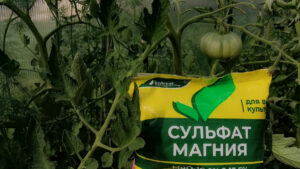 Борная кислота для томатов при цветении: 3 правила внесения для полной завязи плодов