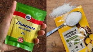Гортензия позеленела вместо цветения: 2 условия вернули окраску за неделю